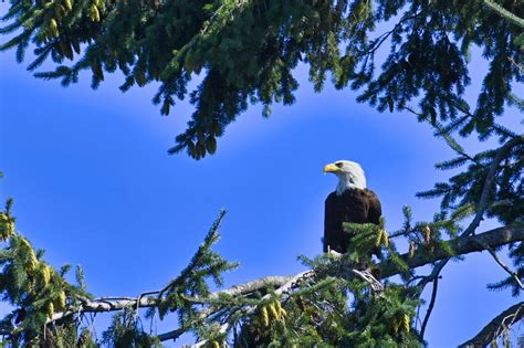 Manistee's Lake Bluff Bird Sanctuary - West Michigan Guides