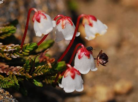 Tiny alpine tundra flowers. | Alpine tundra flowers on St. M… | Flickr