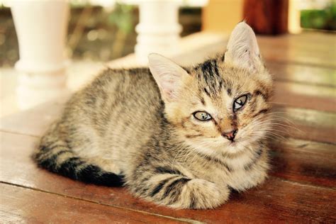 Free picture: cat, cute, pet, kitten, fur, animal, feline, domestic cat ...