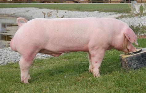 American Landrace Pig - Google Search | Domestic pig, Pig breeds, Breeds