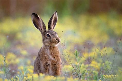 8 Natural Rabbit Repellent Methods