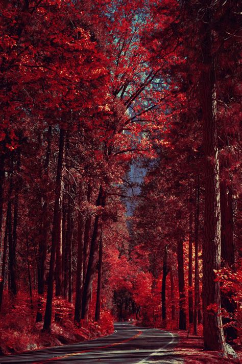 Fall's ahead. #fall #autumn #red #burgundy #bordeaux #crimson #nature #color #jeweltone # ...