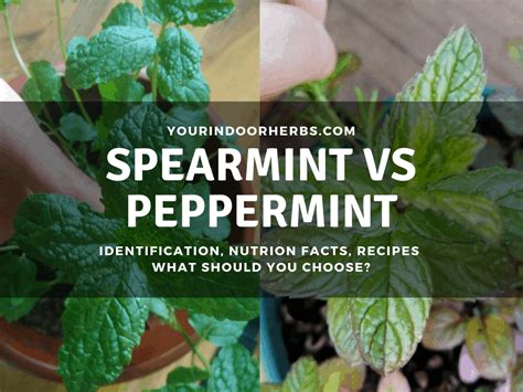 Peppermint Vs Spearmint Plant - Plant Ideas