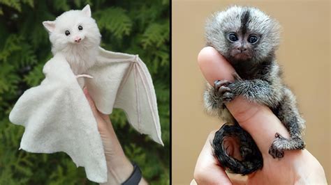 25 Cutest Exotic Animals You Can Own As Pets – HousePetsCare.com