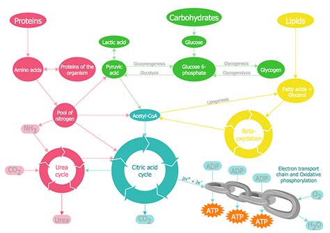 How to Draw Biology Diagram in ConceptDraw PRO | Biology Drawing Software | Biology Illustration ...