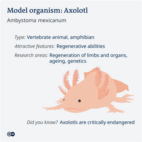 What Is the Best Model Organism