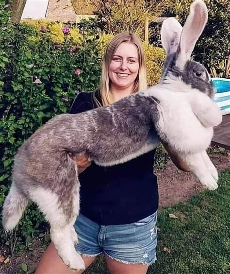 Flemish Giant Rabbit 🐰🐇 Considered to be the largest breed of the ...