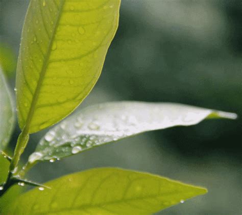 Leaf Water Drop GIFs - Find & Share on GIPHY