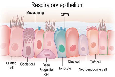 Ciliated Epithelium Illustrations, Royalty-Free Vector Graphics & Clip ...