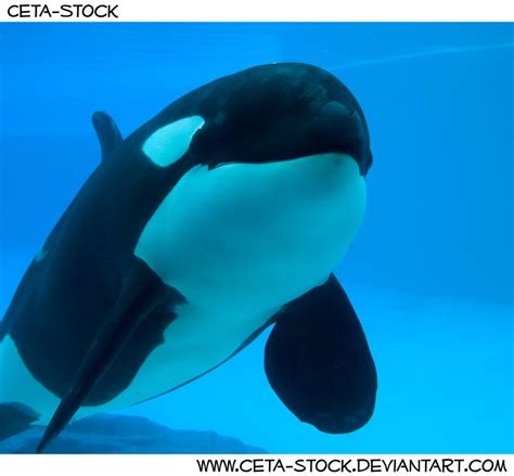 Orca Underwater 4 by Ceta-Stock on DeviantArt