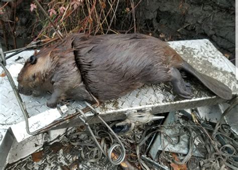 Beaver Trapping Lures Alaskan Castor