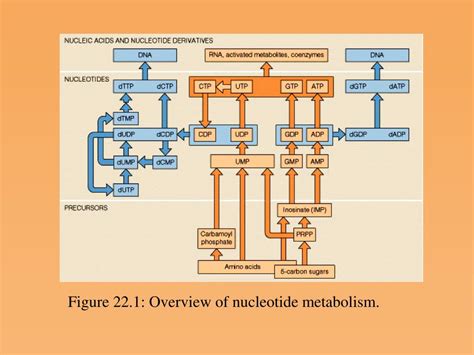 PPT - Nucleotide Metabolism PowerPoint Presentation, free download - ID:593025