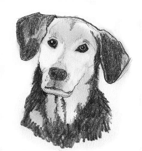 Dog sketches - Pencil drawings of dogs