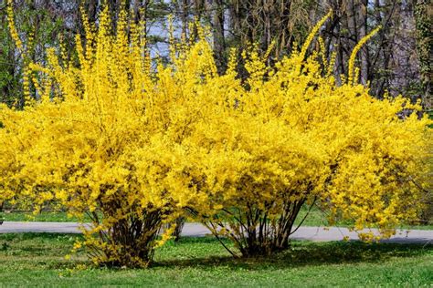 15 Bright Yellow Perennials to Brighten up Your Garden - Gardening