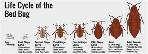 The Life Cycle of a Bed Bug | Rox Bugs