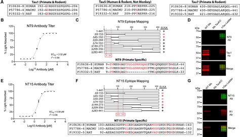 Frontiers | Neuronal and Glial Distribution of Tau Protein in the Adult Rat and Monkey