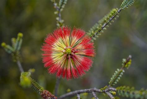 Our guide to better wildflower photography | The West Australian