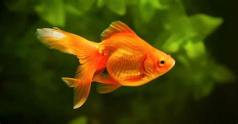 Standard Care of Goldfish - Fish Vet