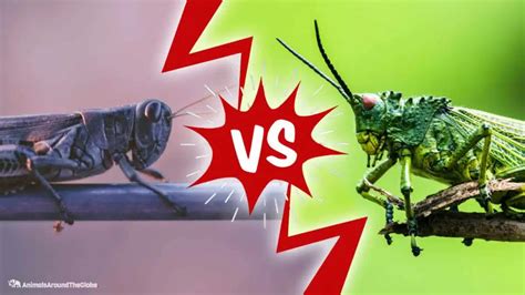 The Key Distinguishers Between Locusts And Grasshoppers - Animals Around The Globe