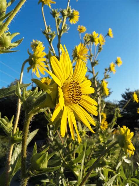 Nebraska Native Plants - Grimm's Gardens