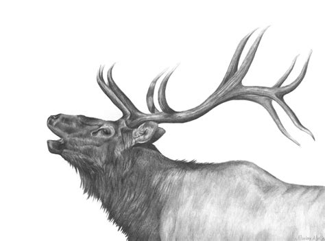 Elk Drawing in Graphite Pencil by Marlene Mullet