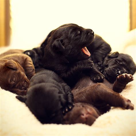 210+ Sleeping Dog Black Labrador Stock Photos, Pictures & Royalty-Free ...