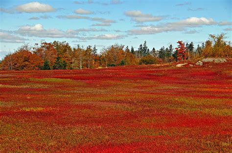 Wild_blueberry_fields_in_the_fall_near_Parrsboro – Primary Source Pairings