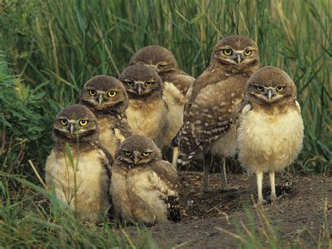 Janis Bennett Info: Baby Burrowing Owl Size