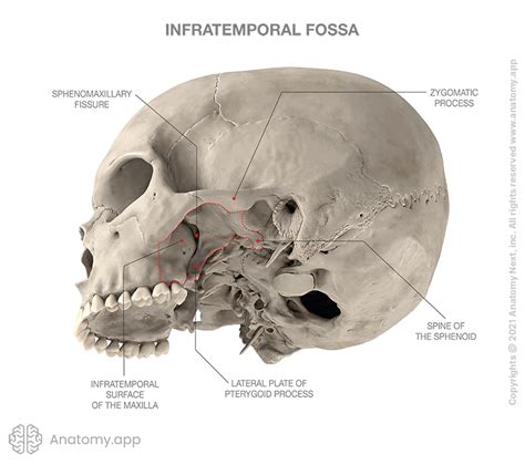 Infratemporal fossa | Encyclopedia | Anatomy.app | Learn anatomy | 3D ...