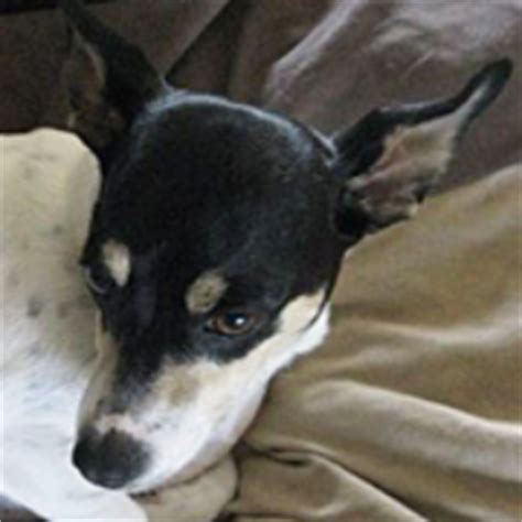 Rat Terrier Rescue (@RatTerrierDogs) | Twitter