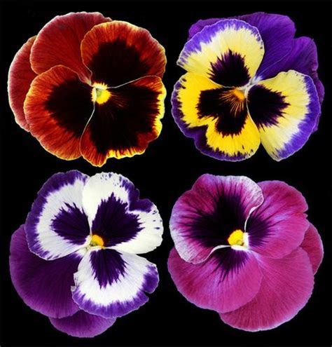 Pansies | Pansies flowers, Pansies, Flowers nature