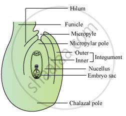 Draw a Labelled Diagram of a Typical Anatropous Ovule. - Biology ...