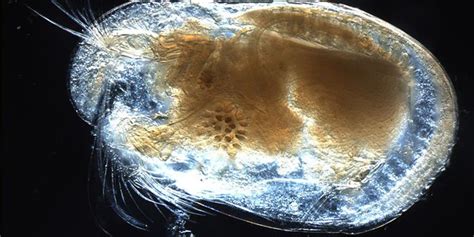 Body Size Evolution of Ostracods | History Of Life