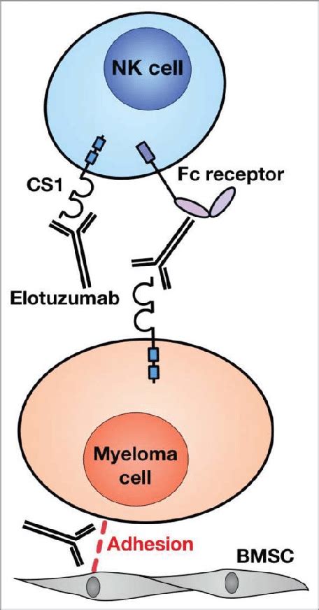 Mechanisms of action of elotuzumab in Multiple myeloma. Elotuzumab ...