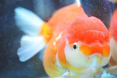 Lionhead Goldfish: Care, Size, Lifespan & Pictures - Fish Tank Master