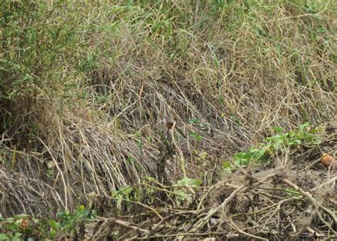 15 Facts About Ecuador's Vermilion Flycatcher | Storyteller Travel