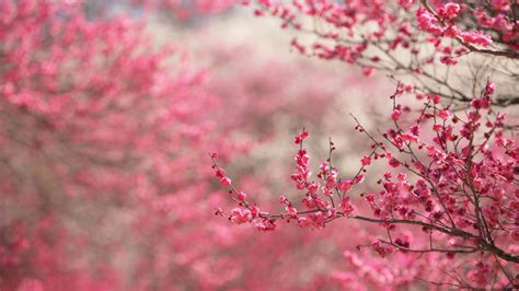 Spring Cherry Blossoms - High Definition Wallpapers - HD wallpapers