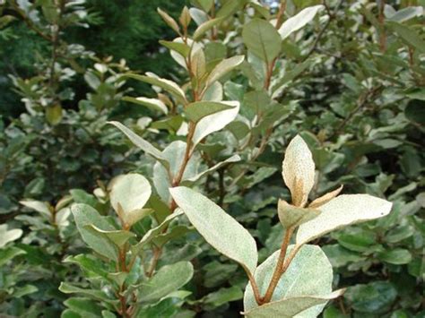 Elaeagnus pungens | Pungent Elaeagnus | Silverberry | Silverthorn | plant lust