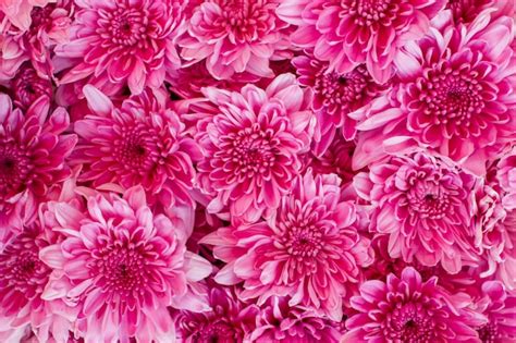 Premium Photo | Bouquet of chrysanthemum flower