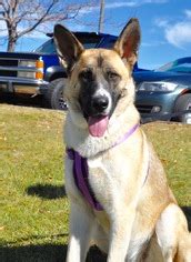View Ad: Akita-German Shepherd Dog Mix Dog for Adoption near Colorado ...