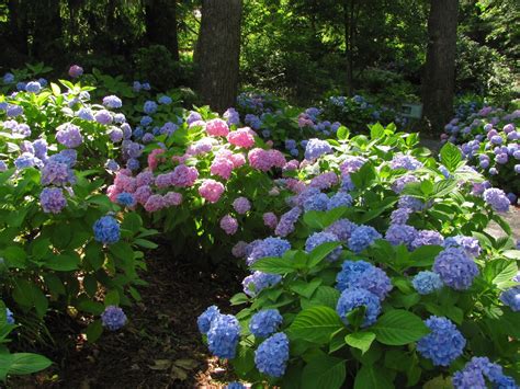 Gardening in Gwinnett: Bigleaf hydrangea blooms color the summer landscape