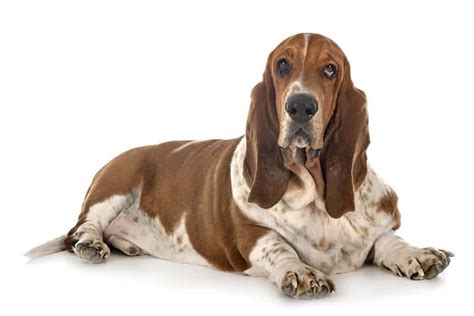 Basset Hound Names – [240 Awesome Ideas] - My Dog's Name