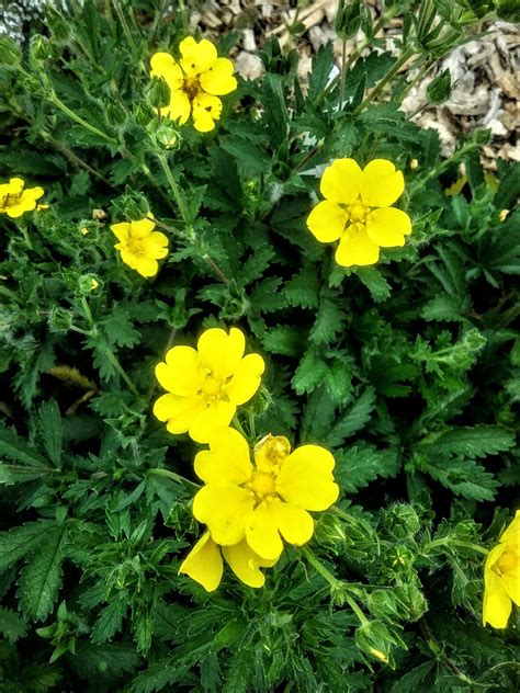 Potentilla recta Warrenii 30 seeds – Trigg Plants