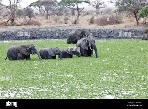 Elephants watering hole serengeti tanzania hi-res stock photography and images - Alamy