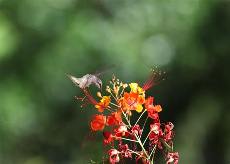 Hummingbird Flowers Pollination - Free photo on Pixabay - Pixabay