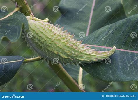 Close Up Image of Common Milkweed Fruit. Stock Image - Image of asclepiadaceae, plant: 113259083