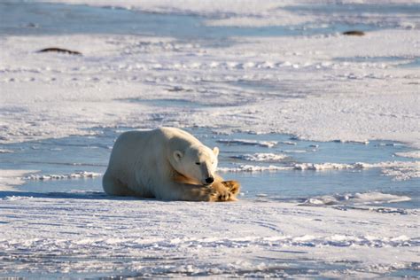 Hudson Bay Wildlife – Janet Mew Photography