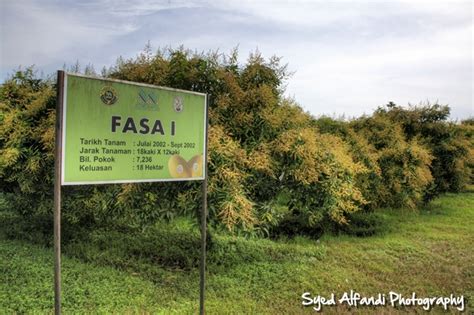 LESS IS MORE ???: LARGEST MANGO FARM IN MALAYSIA HAS 41 HECTARES ...