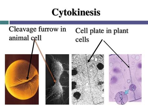 In Animal Cell Mitosis When Does The Cleavage Furrow Form : Cell Cycle & Mitosis!!! - In most ...