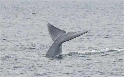 The Best Time for Whale Watching in San Diego | Whale Watching Season ...